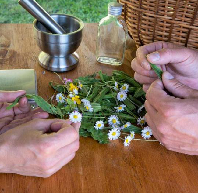 Atelier Secrets des Plantes 2